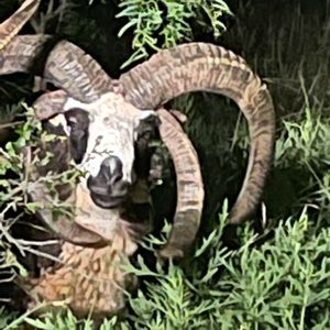 Meet your Posher, Misty